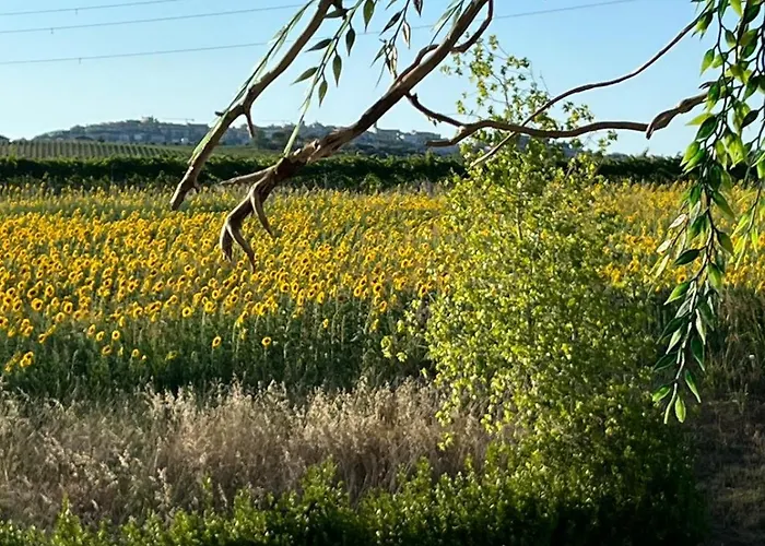 Il Podere Degli Asinelli 3* Città Sant'Angelo